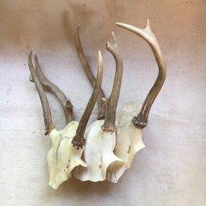 Deer Antlers